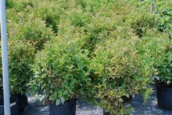 Weigela florida Java Red — photo 1