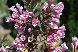 Weigela florida Java Red — photo 2