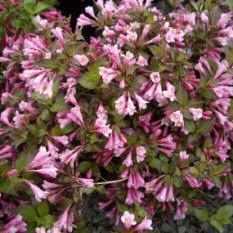 Weigela florida 'Minuet' — photo 1
