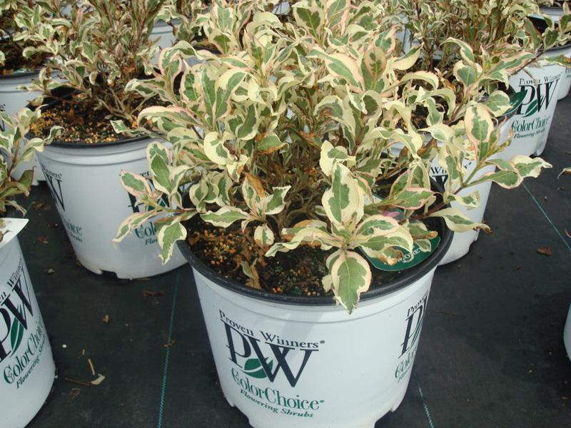 Weigela florida 'My Monet'