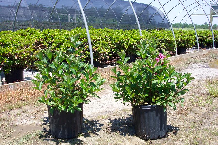 Weigela florida Rumba