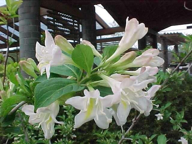 Weigela florida White Knight