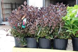 Weigela florida 'Wine & Roses' — photo 1