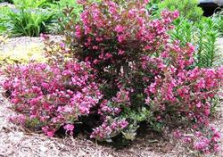 Weigela florida 'Wine & Roses' — photo 2