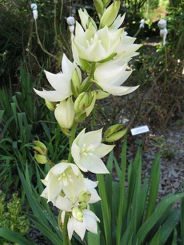 Yucca filamentosa Ivory Tower