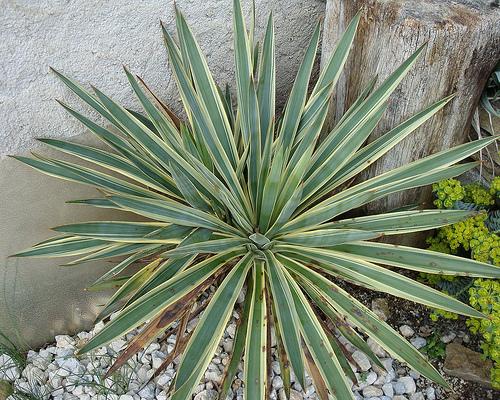 Yucca flaccida 'Bright Edge'