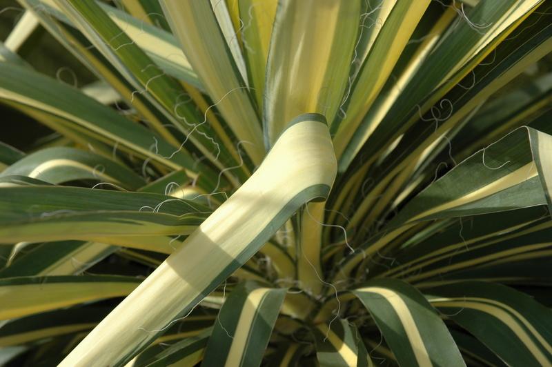 Yucca flaccida 'Colour Guard' — photo 1