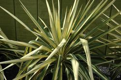 Yucca flaccida 'Colour Guard' — photo 2