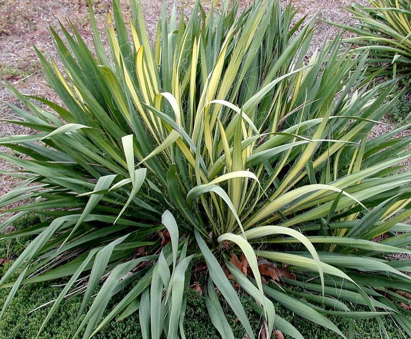Yucca flaccida 'Golden Sword'