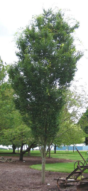 Zelkova serrata 'Musashino'