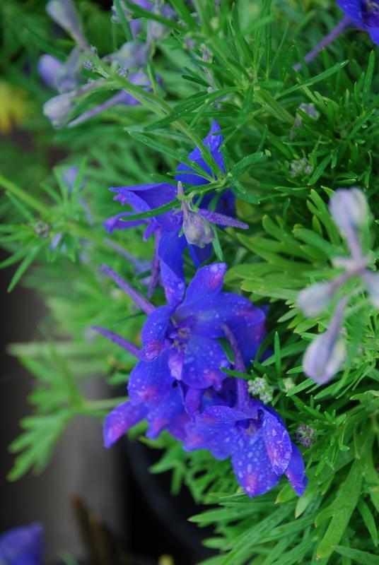 Delphinium Grand. Summer Nights — photo 1