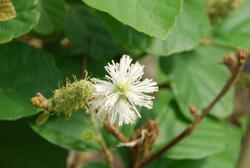 Fothergilla gardenii 'Blue Shadow' — photo 1