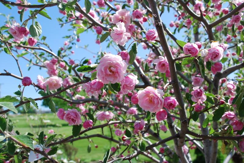 Malus 'Prairie Rose — photo 1