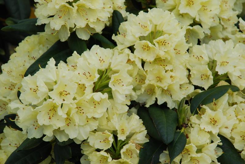 Rhododendron Capistrano