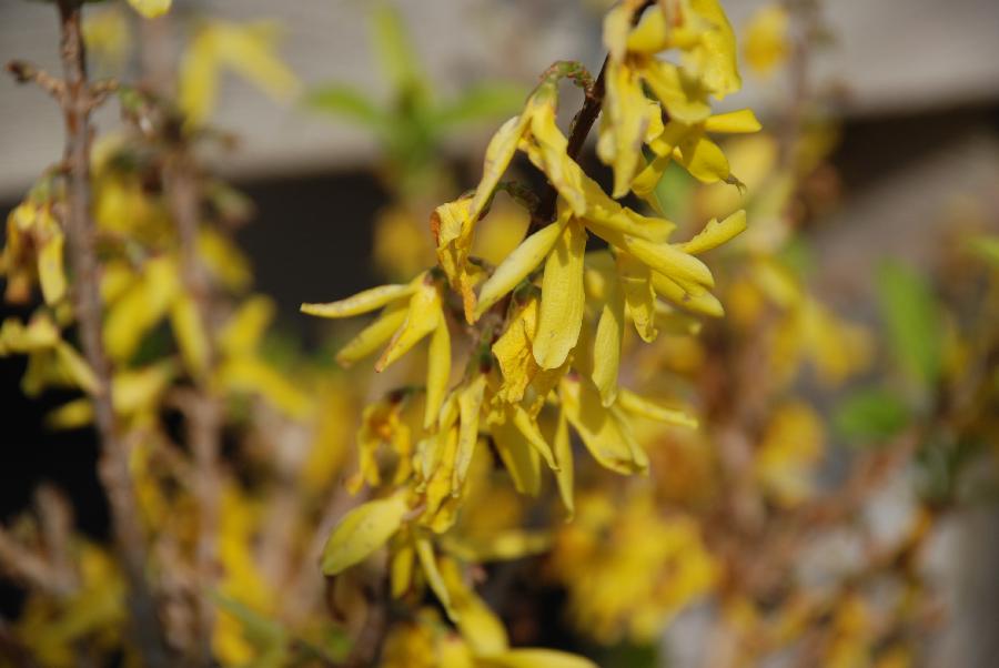 Forsythia Golden Peep