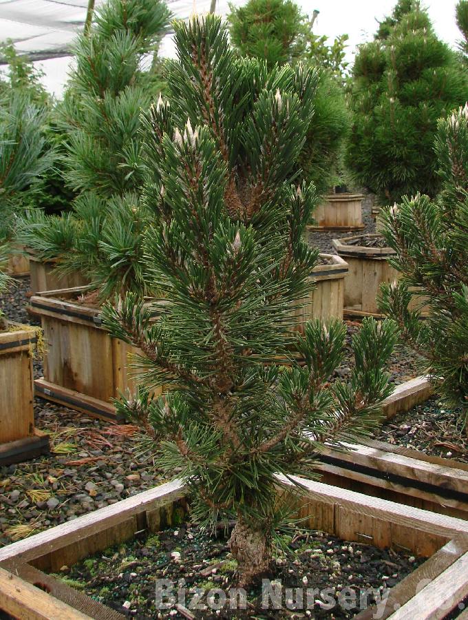 Pinus thunbergii Koto buki — photo 1
