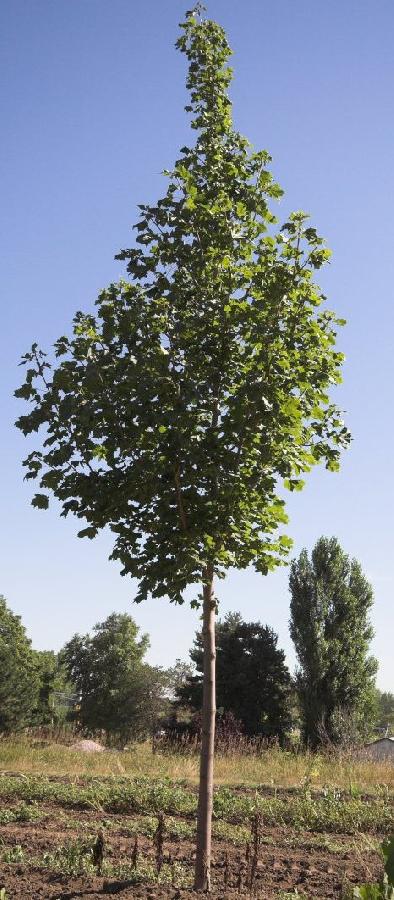 Acer platanoides 'Superform' — photo 1