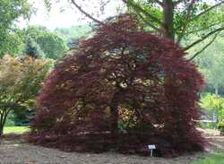 Acer palmatum dissectum 'Red Dragon' — photo 2