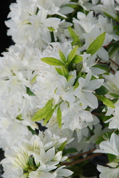 Azalea Cascade — photo 1