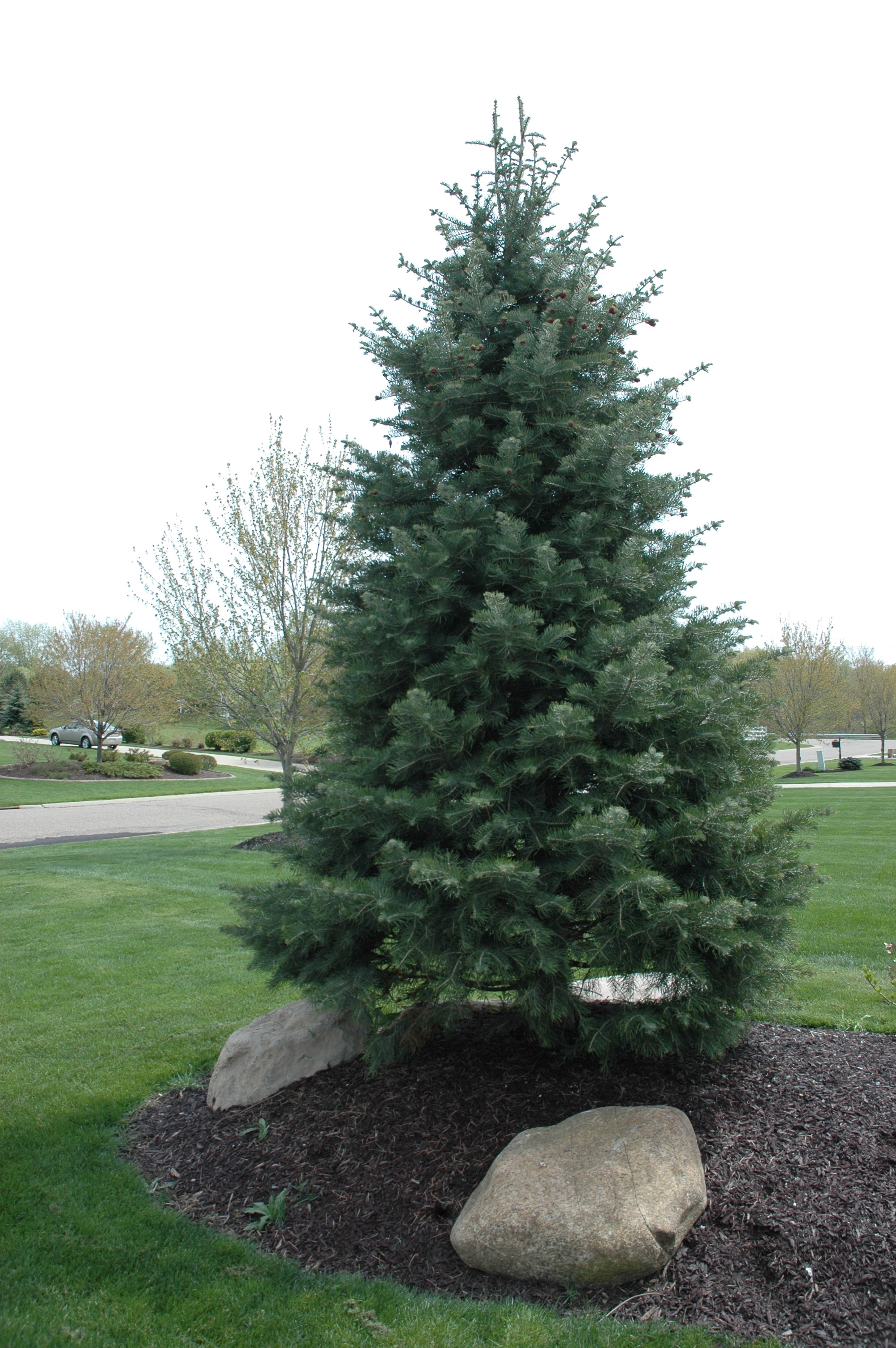 Abies Concolor