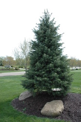 Abies Concolor — photo 1