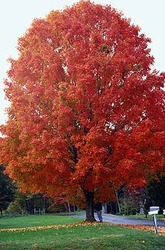 Acer saccharum  'Commemoration' — photo 2