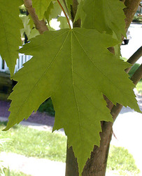 Acer freemanii 'Armstrong' — photo 3