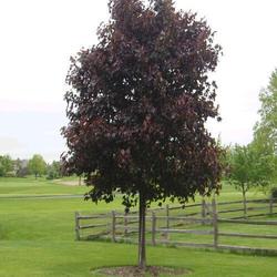 Acer platanoides 'Crimson King' — photo 1
