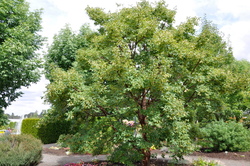 Acer griseum — photo 1