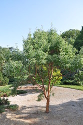 Acer griseum — photo 2