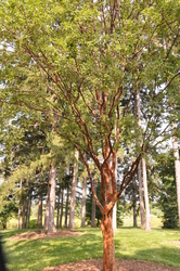 Acer griseum — photo 3