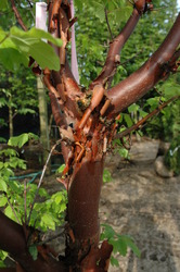 Acer griseum — photo 4