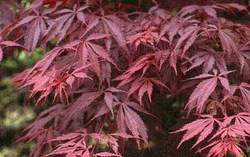 Acer palmatum 'Burgundy Lace' — photo 3