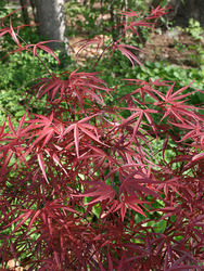 Acer palmatum 'Beni otake' — photo 4
