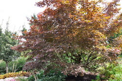 Acer palmatum 'Bloodgood' — photo 2