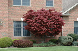Acer palmatum 'Bloodgood' — photo 3