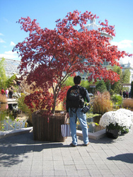Acer palmatum 'Burgundy Lace' — photo 4