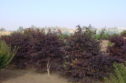 Acer palmatum 'Emperor I' — photo 2