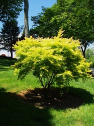 Acer palmatum 'Orange Dream' — photo 2