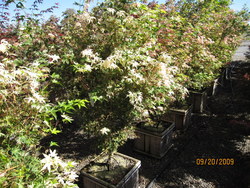 Acer palmatum 'Orido Nishiki' — photo 2