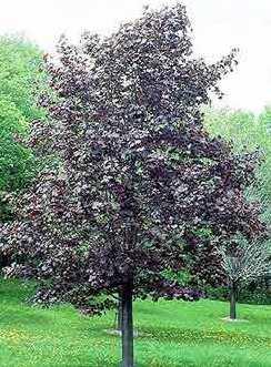 Acer platanoides 'Schwedleri'