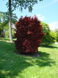 Acer palmatum 'Pixie' — photo 1