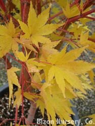 Acer palmatum 'Sango Kaku' — photo 1