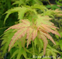 Acer palmatum 'Sango Kaku' — photo 2