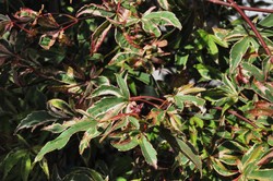 Acer palmatum 'Shirazz' — photo 2