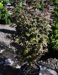 Acer palmatum 'Twombly's Red Sentinel' — photo 2
