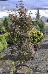 Acer palmatum 'Twombly's Red Sentinel' — photo 3