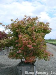 Acer palmatum 'Ukigumo' — photo 4