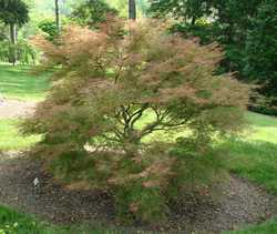 Acer palmatum dissectum 'Baldsmith' — photo 3