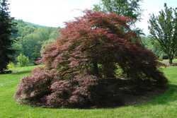 Acer palmatum disectum 'Crimson Queen' — photo 1